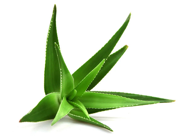 Aloe Vera Leaf