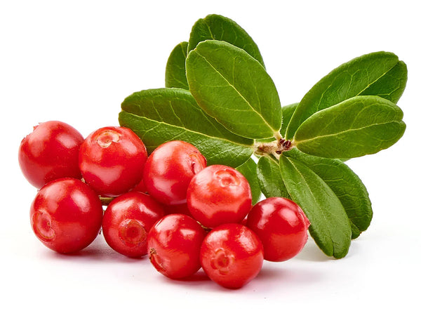 Bearberry