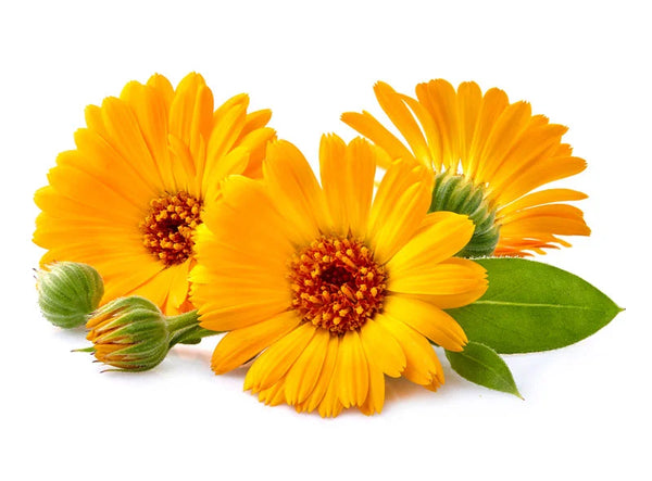 Calendula