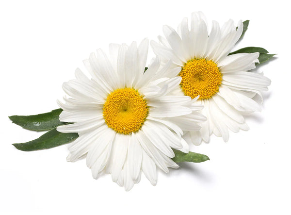 Chamomile