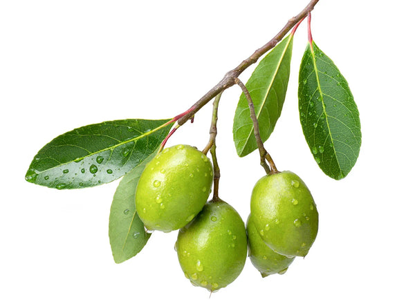 Olive Leaf