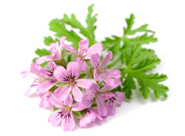Rose Geranium